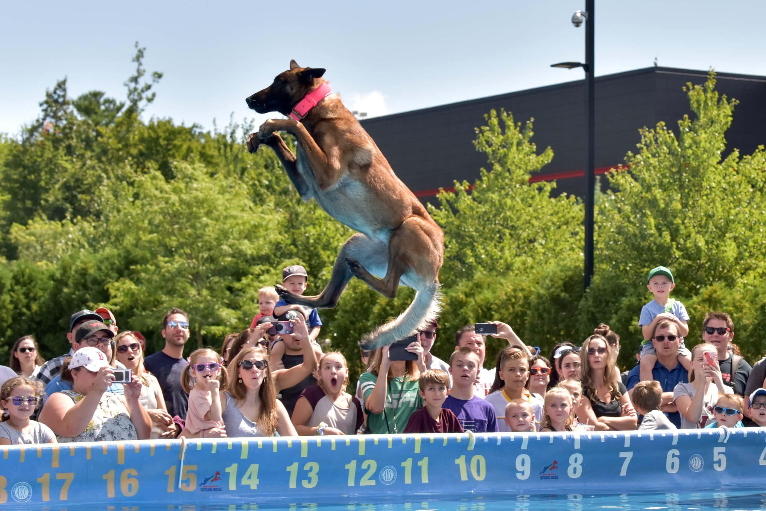 American Kennel Club